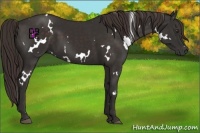 Horse Color:White Spotted Liver Chestnut 