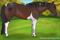 Horse Color:Bay Tobiano 