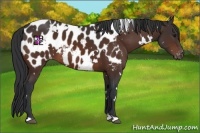 Horse Color:White Spotted Bay Appaloosa 