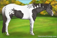 Horse Color:Smoky Black Tobiano Appaloosa 