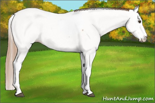 Horse Color:Chestnut Ice Sabino Fewspot 