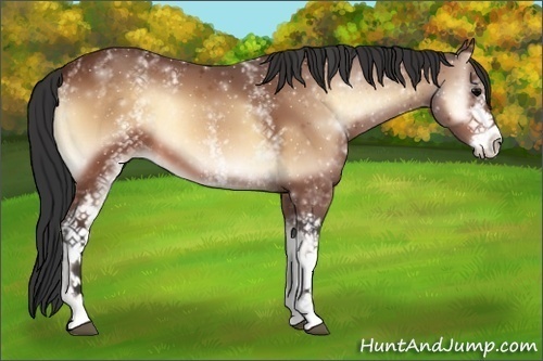 Horse Color:White Spotted Bay Onyx