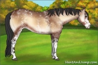 Horse Color:White Spotted Bay Onyx 