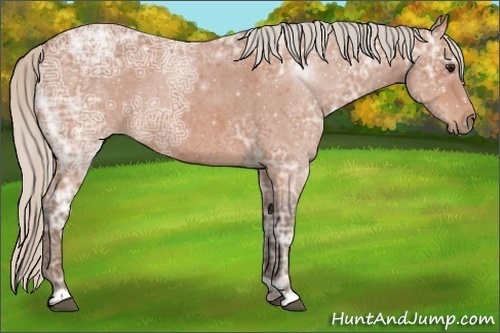Horse Color:Silver Bay Ice Roan Rabicano