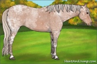 Horse Color:Silver Bay Ice Roan Rabicano 