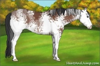 Horse Color:White Spotted Bay Ice