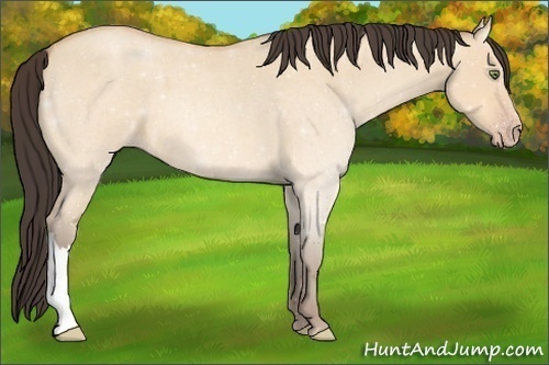 Horse Color:Amber Champagne Roan Dun 