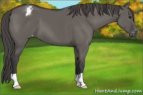 Horse Color:Grullo Varnish 