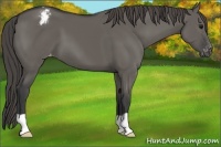 Horse Color:Grullo Varnish
