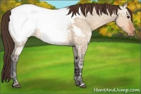 Horse Color:Bay Ice Dun Appaloosa 