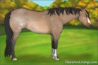 Horse Color:Bay Dun 