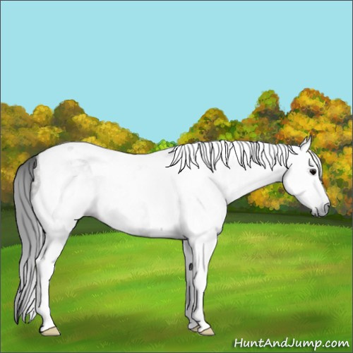 Horse Color:Gray Grullo Tobiano 
