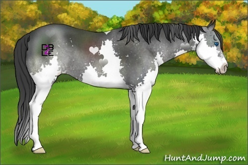Horse Color:Blue Roan Splash
