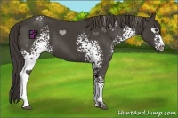 Horse Color:White Spotted Smoky Black Sabino 