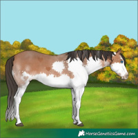 Horse Color:White Spotted Bay Splash