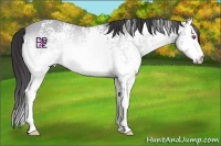 Horse Color:White Spotted Buckskin Chinchilla Splash