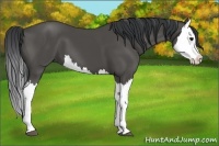 Horse Color:Black Splash 