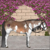 Horse Color:Bay Splash 