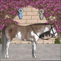 Horse Color:Bay Splash 