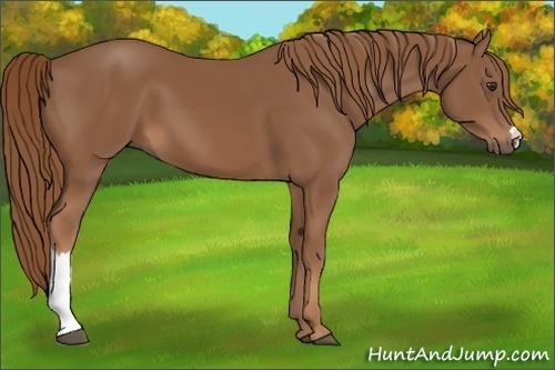 Horse Color:Chestnut 