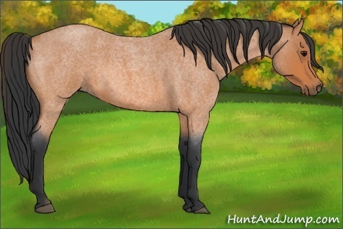 Horse Color:Bay Roan 