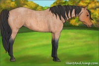 Horse Color:Bay Roan 