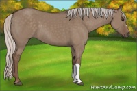 Horse Color:Silver Grullo 