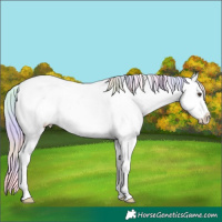 Horse Color:Nacre Palomino Near Leopard 