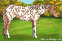 Horse Color:Chestnut Near Leopard 