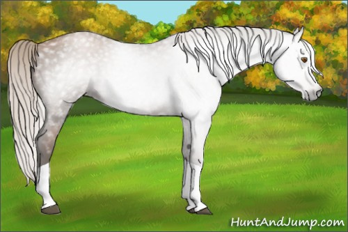 Horse Color:Gray Silver Black Pearl Tobiano 