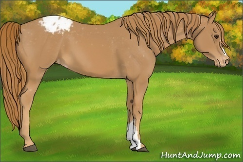 Horse Color:Chestnut Appaloosa