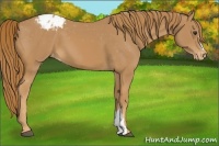 Horse Color:Chestnut Appaloosa 