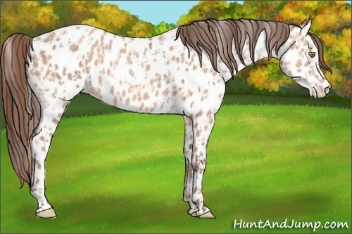 Horse Color:Amber Champagne Appaloosa  and Amber Champagne Appaloosa 