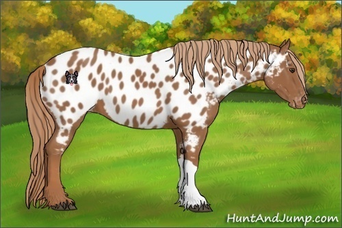 Horse Color:Chestnut Near Leopard 