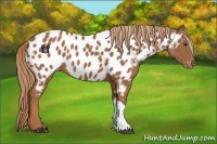 Horse Color:Chestnut Appaloosa