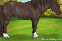 Horse Color:Liver Chestnut Rabicano 