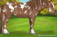 Horse Color:White Spotted Chestnut 