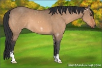 Horse Color:Brown Dun Sabino 