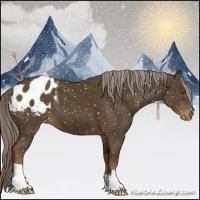 Horse Color:Chocolate Palomino Appaloosa 