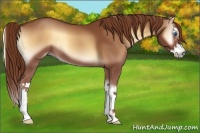 Horse Color:Red Onyx Sabino Splash 