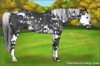 Horse Color:Black Sabino Splash Rabicano 