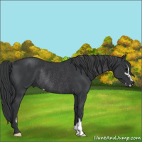 Horse Color:Black Sabino Rabicano 
