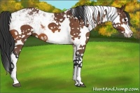 Horse Color:Bay Sabino 