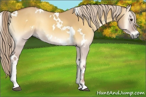 Horse Color:White Spotted Palomino Onyx Sabino