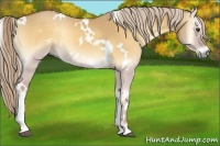 Horse Color:White Spotted Palomino Onyx Sabino 