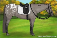 Horse Color:Grullo Appaloosa Rabicano 