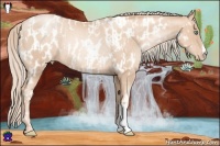 Horse Color:Gold Champagne Pearl Rabicano  and Gold Champagne Pearl Appaloosa Rabicano 