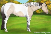 Horse Color:Amber Champagne Dun Tobiano