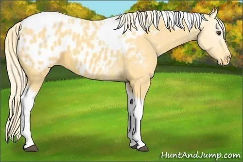 Horse Color:Palomino Tobiano Appaloosa 