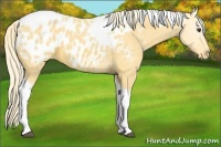 Horse Color:Palomino Tobiano Appaloosa 
